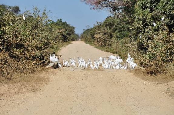 Pássaros bloqueiam a rodovia Transpantaneira, entre Poconé e Porto Jofre, no Mato Grosso